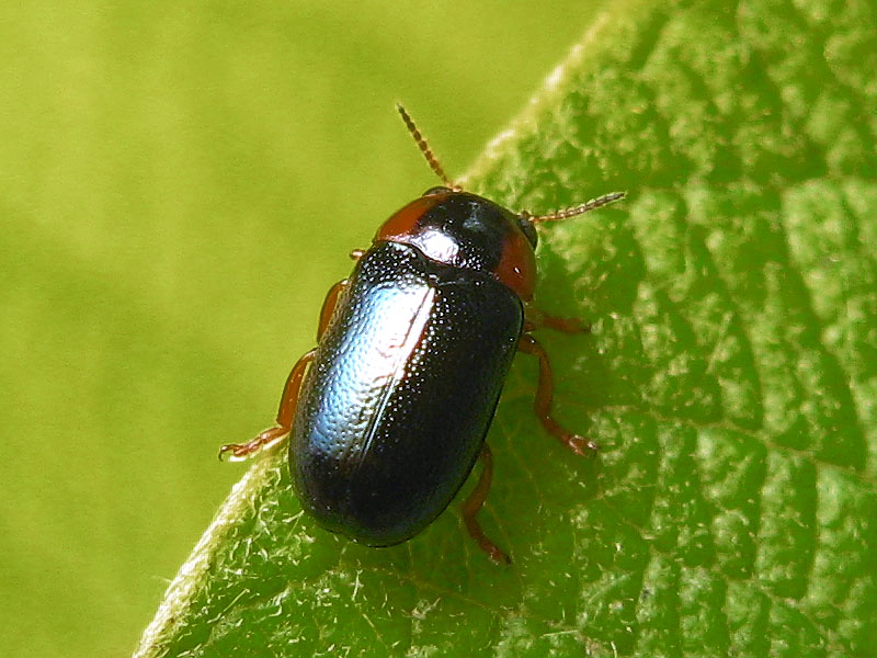 Chrysomelidae: Smaragdina affinis